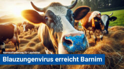 Blauzungenvirus erreicht den Barnim