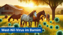 Das West-Nil-Virus im Barnim